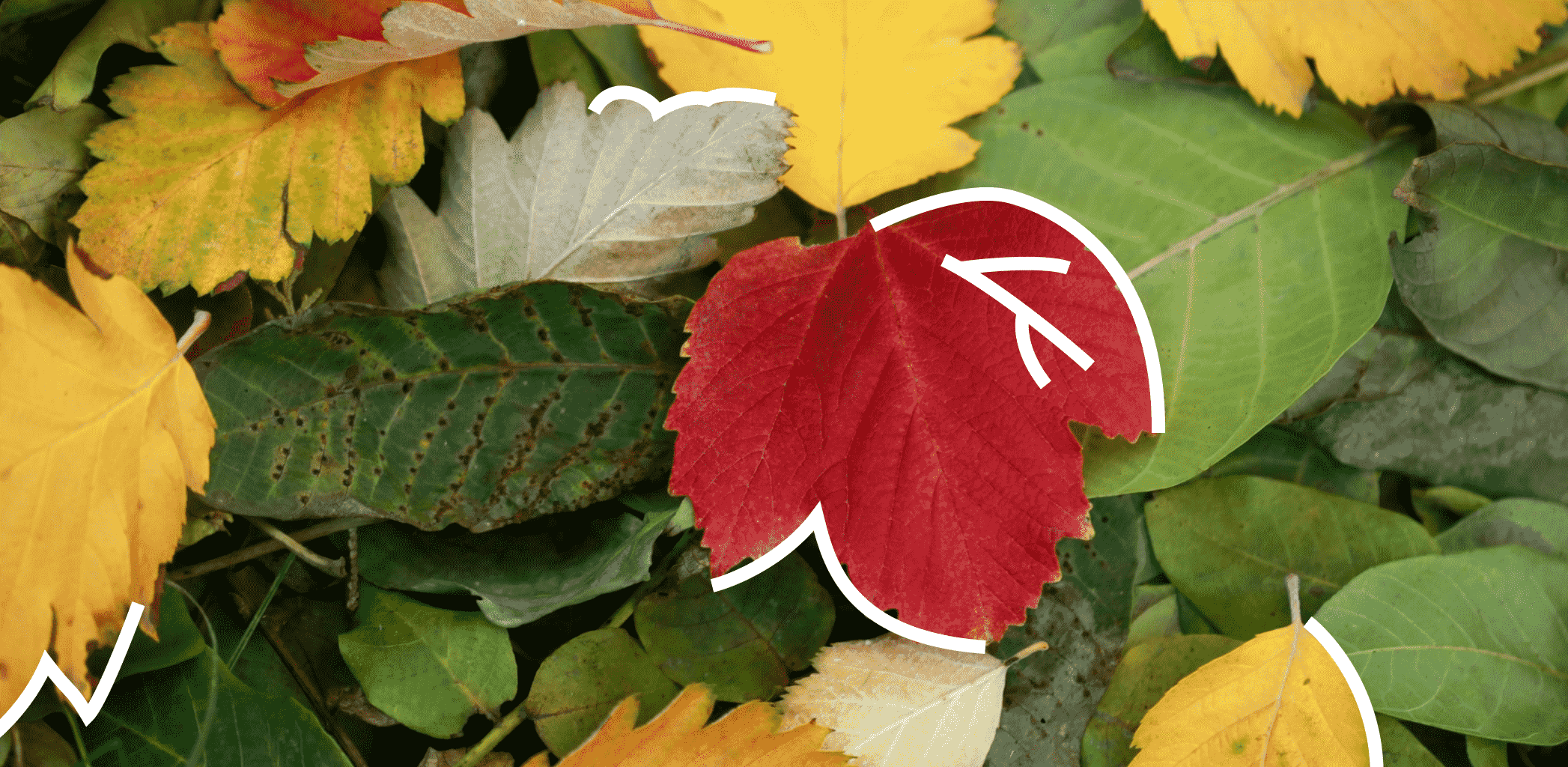 Осенние акценты: как выделить ключевые элементы сада с помощью растений